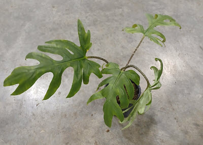 4" Alocasia Brancifolia